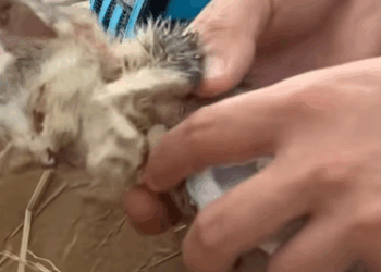 T2508018 Rescue baby cat rescue animalsoftiktok rescueanimals fyp catsoft part2