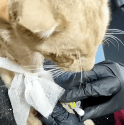 T2508021 Rescue cat on the road rescue cat animals rescuecat animalsoftik part2