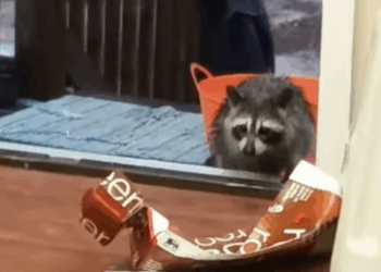 T2508029 The raccoon returned to apologize to his family and he received part2