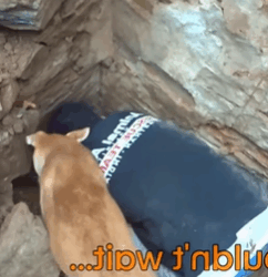 T2508034 Together with the mother dog they rescued the puppies buried under part2