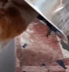 T2508016 Rescue stranded cat animalsoftiktok rescueanimals rescue fyp part2