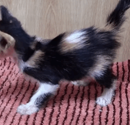 T2508017 Rescue an abandoned kitten on the road animalsoftiktok rescue resc part2