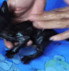 T2508031 kittens that lost their mother and were abandoned on the side of part2