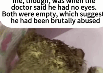 T0408009 Regrettable rescue dog dogsoftiktok straydog rescueanimals rescue part2