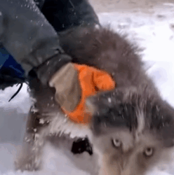 T2508019 Rescue dogs in the middle of snowstorm rescue animals animalsoft part2