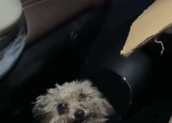 T0408013 Rescue stray dogs rescue cute love helpanimals straydog dog part2