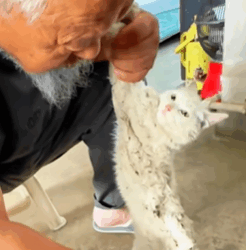 T2508013 family rescues stray cat stuck in glue and the ending cuteanimal part2