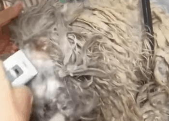 T0408012 Rescue stray dogs rescue cute love helpanimals straydog dog part2