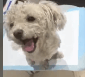 T2508049 Rescue dying stray dog and then rescue animals animal fyp dog part2