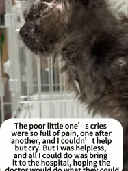 T0509027_The arrow-pierced stray cat cat cats catsoftiktok rescueanimals part2