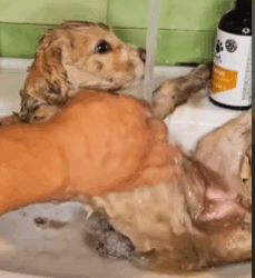 T2508030 Rescue baby dog animals animalsoftikto part2