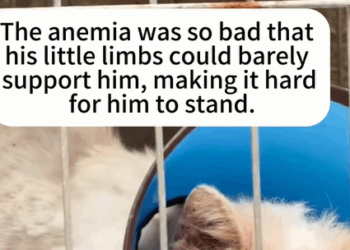 T0408014 Rescue stray cats rescue cute love helpanimals cat catsoftiktok part2