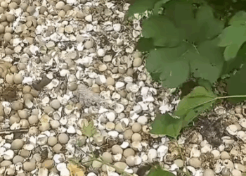 T2508026 The man found newly hatched quail eggs abandoned on the road and then part2