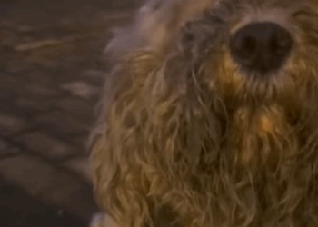 T0408015 Rescue stray dogs rescue cute love helpanimals straydog dog part2