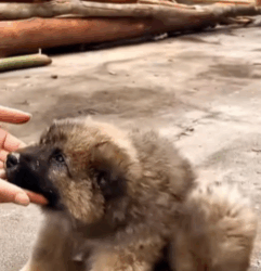 T2508015 Rescue baby dog animalsoftiktok rescueanimals rescue fyp animals part2