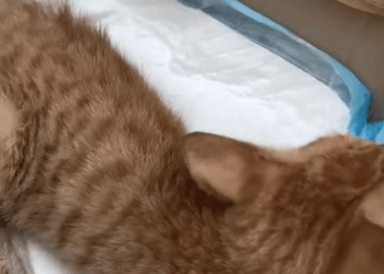 T0408017 Rescue cat trapped under the ice surface and then rescue fyp part2