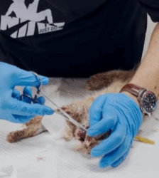 T2508022 Rescue baby cat rescue animals animalsoftiktok rescueanimals cat part2