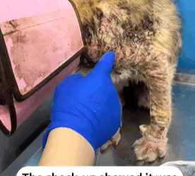 T0109030 Every scar tells a story, but now hope is the ending they deserve part2