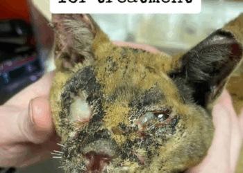 T0408008 Poor cat the cat is trying so hard to live loveanimals animalsoft part2