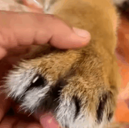 T2508025 man saved shivering tiger cub from the cold of winter and adopted part2