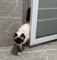 T0109012 Rescue cat on rainy day and then rescue animals fyp cat part2