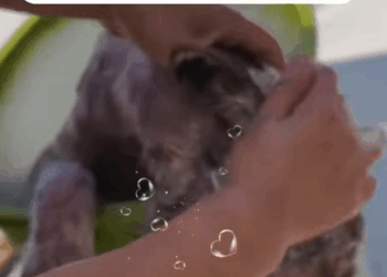 T0408010 Rescue Alaska dog dogsoftiktok straydog doglovers rescuedog part2