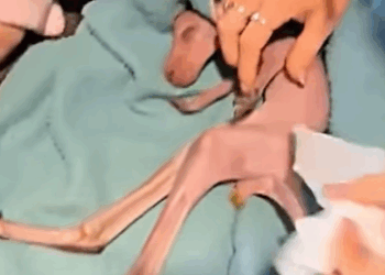 T2508027 This family found kangaroo lying motionless on the road and then part2