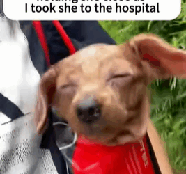 T0109031 She wasn’t just rescued; she was given a whole new chapter of life part2