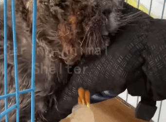 T0408004 This abandoned cat is unrecognizable blind and trying hard to call part2