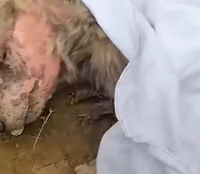 T2508035 The dog stands between life and death thank you hero for appearing part2