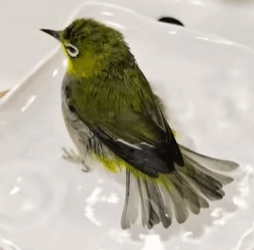 T0109009 Rescue poor bird and then rescue animals fyp bird part2