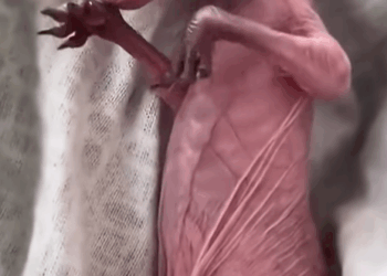 T2508028 The baby kangaroo lives without its mother for the rest of its life part2