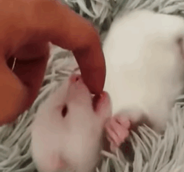 T0109017 found marten that had fallen into the mud and then part2