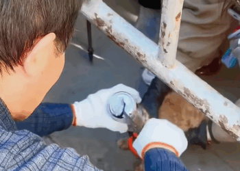 T0408007 This orange cat got his head stuck in can part2