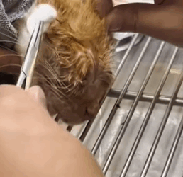 T0109003 Love can heal your wounds and grow new flesh and bone part2