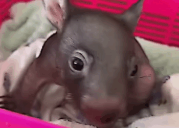 T2508023 This family found wombat lying motionless on the road and then part2