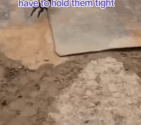 T0408019 From Homeless to Happy Puppy New Start part2