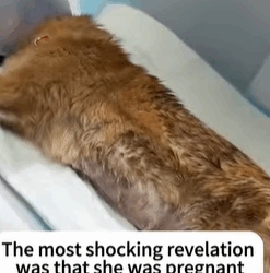 T0109032 He came broken, but with care and love, his soul began to shine again part2