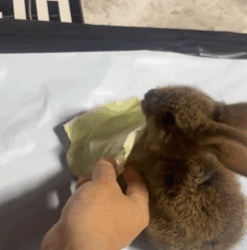 T2508045 Rescue poor hare and then rescue fyp animals rabbit hare part2