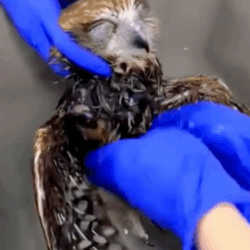 T2508006 Rescue an owl that fell into the sewer animal rescue rescueanimals part2