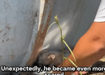 T0408024 Found on the Streets Now Full of Life Rescue Story to Remember part2