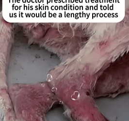 T0109029 He was left on the streets, but love gave him a reason to wag his tail again part2