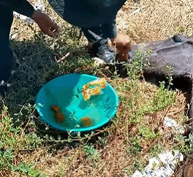 T2508003 The wild horse fell into the abyss and was luckily saved by everyone part2