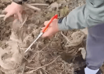 T0408006 Rescue an elk with its antlers entangled and then rescue fyp anima part2