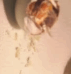 T2508012 family rescues the egg and the ending cuteanimals owl snowyowl part2