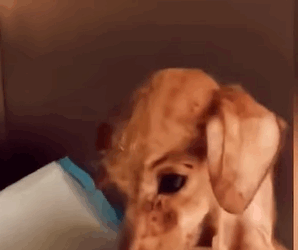 T0408022 Your Support Helps Us Save More Dogs part2