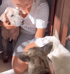 T0109019 Forever in our hearts Many of you have followed Osi rescue part2