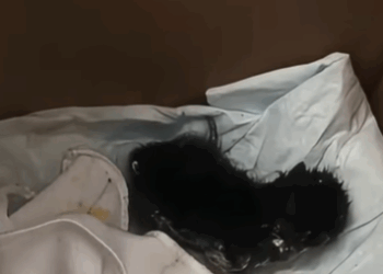 T0109007 Resc poor kitten and then rescue fyp animals kitty kitten cat part2