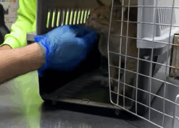 T0408002 Stray Cat Whose Body Is Being Eaten Away By Disease And Crying For part2