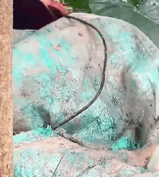 T2508015 Rescue baby dog animalsoftiktok rescueanimals rescue fyp animals part2